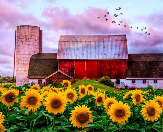 Sunflower Barn Fabric Panel - Quilt Panel - 36” x 44” - Four Seasons by David Textiles - Digital Fabric